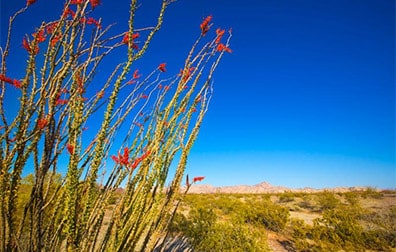 Desert landscapes