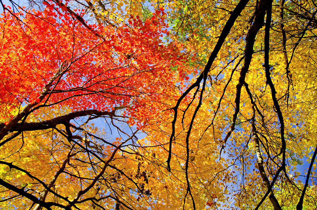 autumn-leaves - Canyon Calling