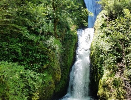 A Taste of Oregon