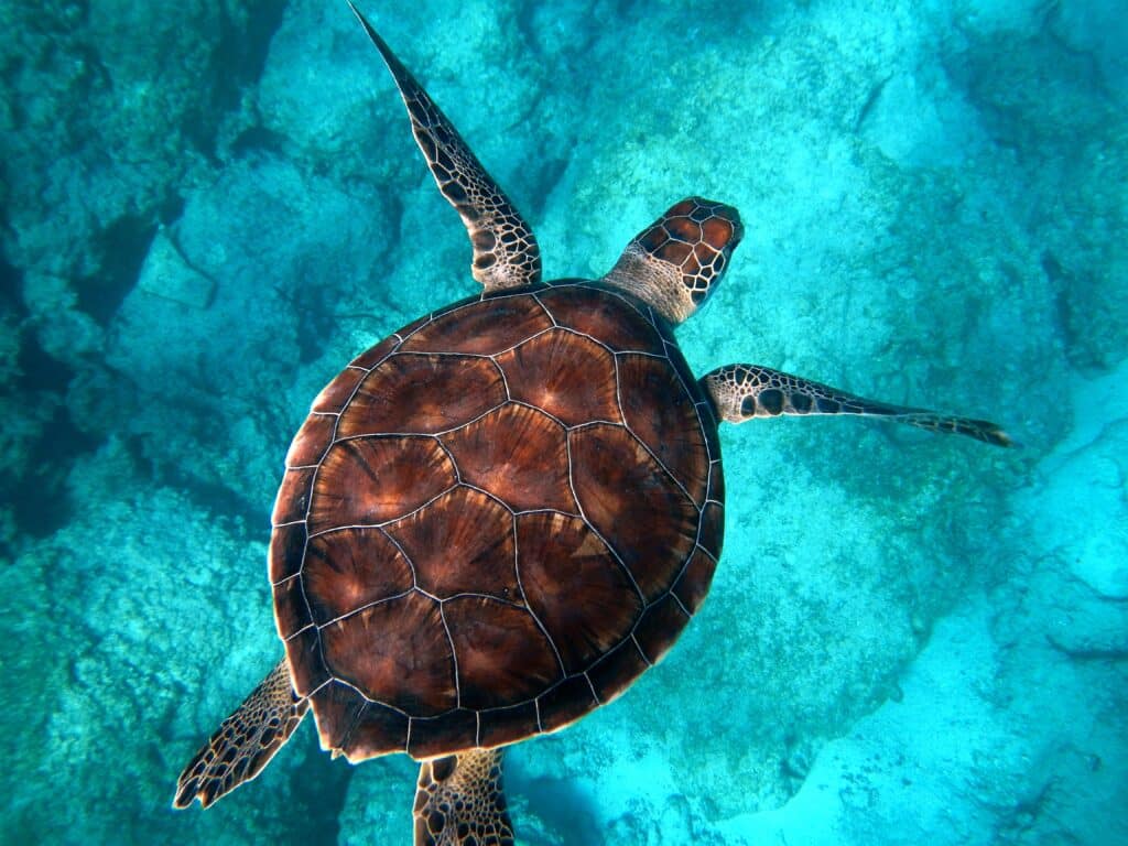 Sea turtle