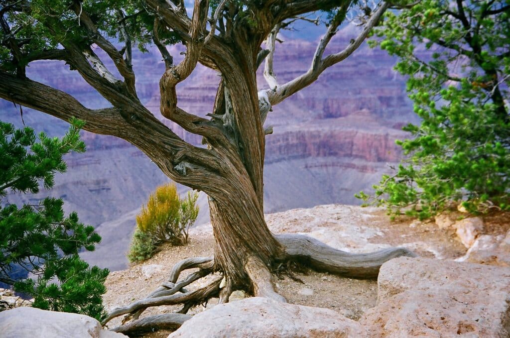grand-canyon-5946657_1920