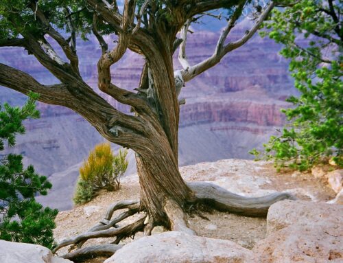 How Canyon Calling Became a Sanctuary for Women Travelers