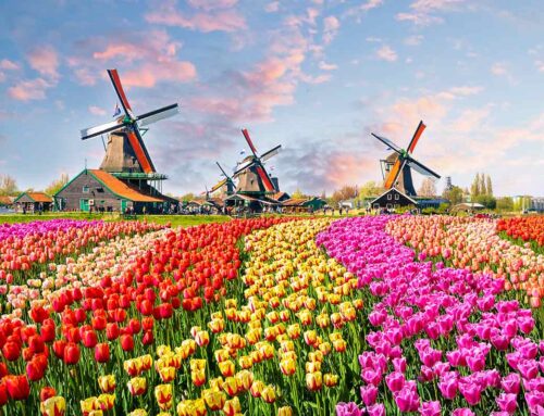 Netherlands Tours and Blooming Adventures