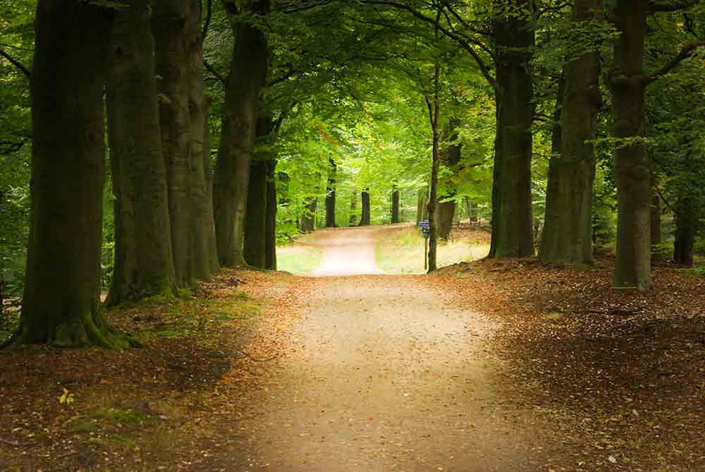 Hike in Veluwe Forest on our Trip to Holland