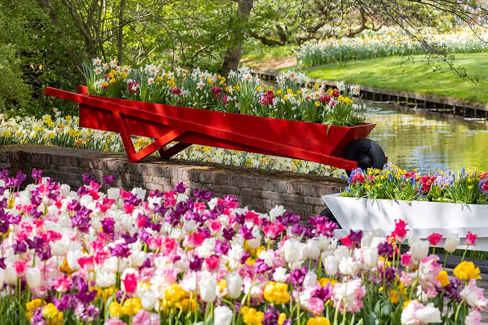 Keukenhof flower garden - largest tulip park in world