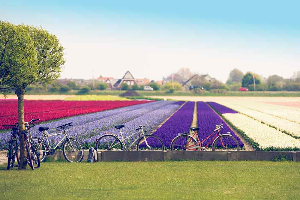 Netherlands Vacation Packages