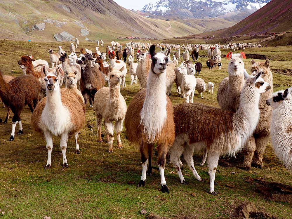 alpacas and llamas of Peru