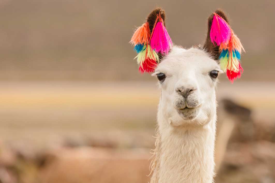 fancy Peruvian Llama