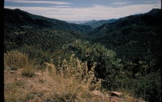 View over forested canyons in the Chiricahua Mountains