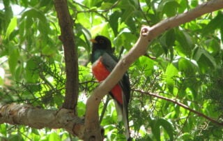 Male elegant trogon perched in a tree